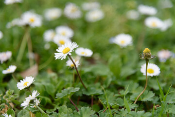 White flowers close-up on a summer lawn with daisies on green grass in a park