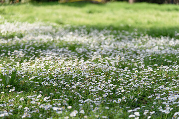 Beautiful summer lawn with daisies on green grass in the park
