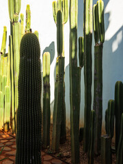 Saguaro cactus in urban garden.