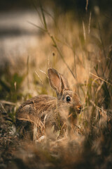 Hidden in the Grass