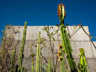 Cacti in botanical garden against blue sky