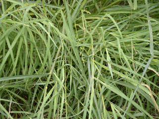 grass texture background close up