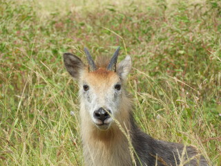 ニホンカモシカ