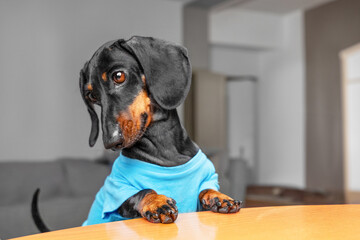 Funny dachshund dog in blue clothes sits at kitchen table with paws on table, waiting for food, looking down in puzzled, sad way, tilting head to protruding tail Curious puppy begging, dropped treat