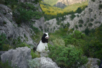 A bi-colored dog atop a mountain trail. The Spaniel looks back with windswept fur, a moment of adventure captured