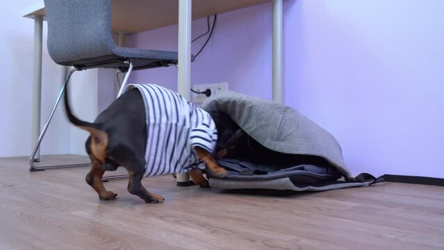 A cunning dog in striped T-shirt stealthily runs up to backpack on floor, climbs inside, checks contents, sniffs looking for food, runs away from stash wagging his tail guiltily Dachshund checks bags