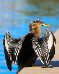 Wild anhinga which is also called a "snake-bird" sitting on top of a sea wall in the West Coast of Florida while spreading it's wings.