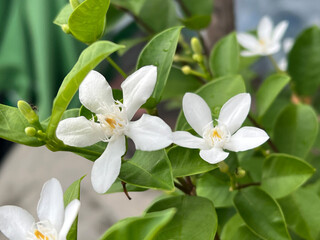beautiful white wrightia antidysenterica flower in the garden