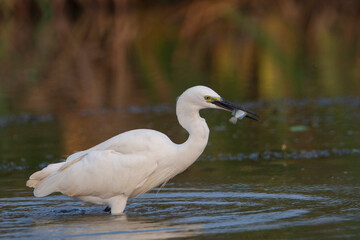 Obraz premium Little Egret in the water