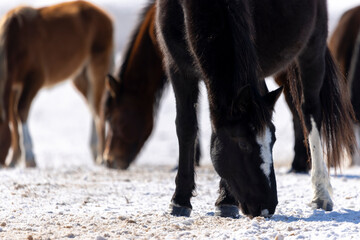 horses in a snowy field during the day in the sun
