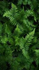 Fototapeta na wymiar leafy green fern background