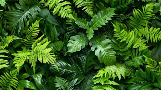 leafy green fern background