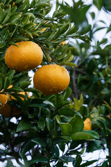 I found a Watson pomelo tree with raindrops forming in a residential area on Jeju Island. Natsumikan, Amanatsu, Citrus natsudaidai
