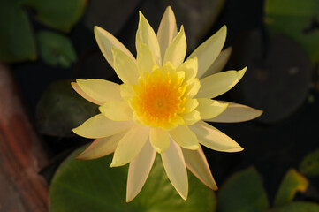 A Soft Image of a Blooming Yellow Water Lily	