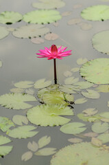 A Huge Pink Water Lily	