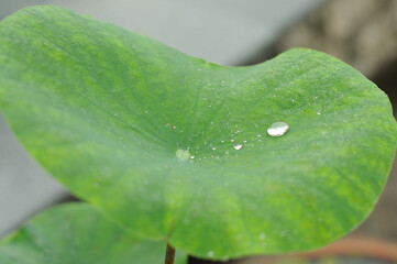 Dew on a Lotus Leaf	