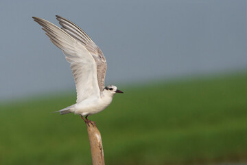 Whiskered Tern on the beach