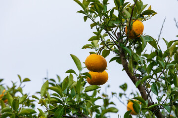 I found a Watson pomelo tree with raindrops forming in a residential area on Jeju Island....