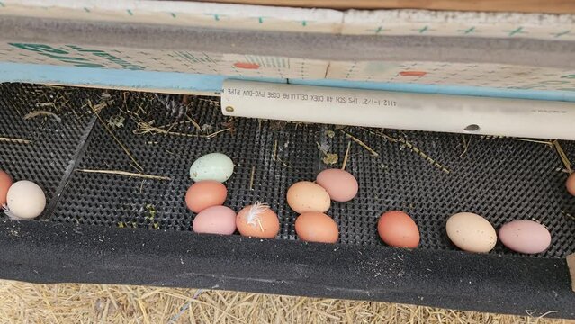 High angle view while freshly laid egg tumble down into separator or holder straight from hen nest. Hens lay eggs and then eggs roll down away from nests toward colleting department.
