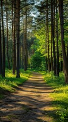 Fototapeta premium Pine forest panorama in summer. Pathway in the park