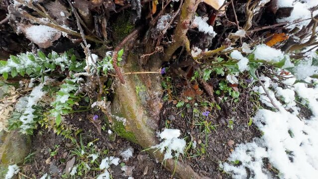 colorful flower of spring season in forest in the late winter snow cover the snowfall on flowers ruscus viola  parrotia persica tree trunk in the middle of untouched nature natural wonderful tree base