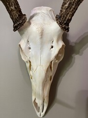 Deer Skull