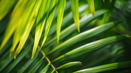 Close-Up of Palm Tree Leaves