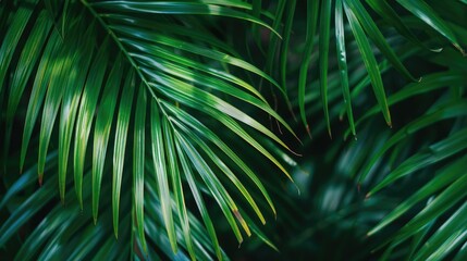 Close-Up of Palm Tree Leaves - obrazy, fototapety, plakaty