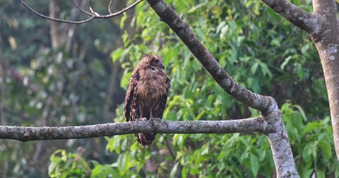 Seen perched on a branch early in the morning then shakes its feathers to get rid of moist from its body collected during the night hunt, Buffy Fish-Owl Ketupa ketupu, Thailand