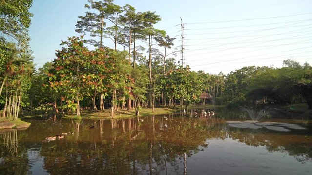 Beautiful morning landscape view of the flamingo pond in Putrajaya Wetlands Park.