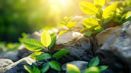 Fotobehang  The summer sun shines on the rocks and green leaves © CREATIVE STOCK