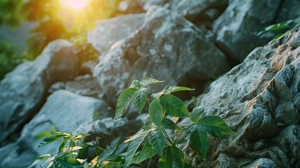  The summer sun shines on the rocks and green leaves