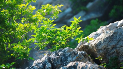 Obraz premium The summer sun shines on the rocks and green leaves