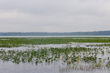 Lake and Lilly pads