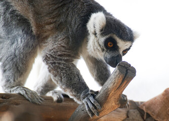 ring lemur