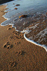 footprints in the sand