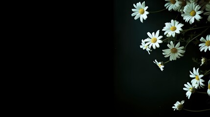 Charming Contrast: White Daisies Bloom on a Bold Black Canvas