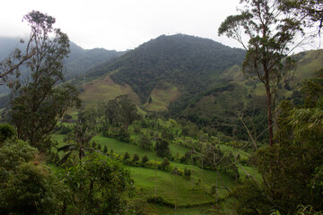 Cocora landscape 2