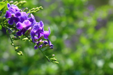 Brench of purple flowers in Close-up.