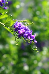 Brench of Purple flowers in Vertical.