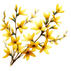 A forsythia flower branch bursts with bright yellow flowers