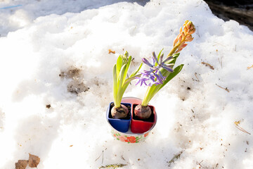 Purple and pink hyacinths with white snow background. First flowers in spring. Botanical beautiful video of blooming