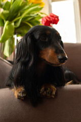 Black longhaired dachshund lying down on brown couch with tulips in back. Small beautiful wiener dog in flowers at home