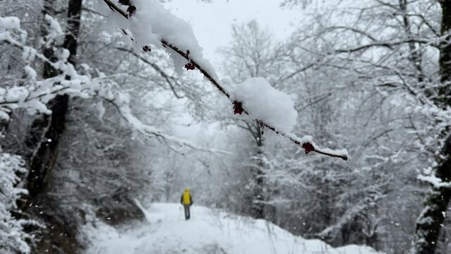 parrotia persica tree newbie sprout in spring under cover of heavy snow winter in hyrcanian forest in Iran the red flower of native tree in forest and man with yellow color jacket blur in background