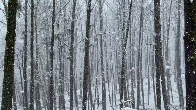 Minimal snowfall wide panoramic view landscape of nature in heavy snow parallel view of tree trunk in nature scenic view of snowflakes in Hyrcanian forest in middle east asia rural countryside town