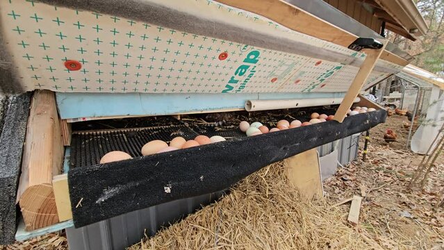 Chicken coop with attached egg separator and holder while hens prepare to laid eggs in their nests. Hens lay eggs and then eggs roll down away from nests toward colleting department.