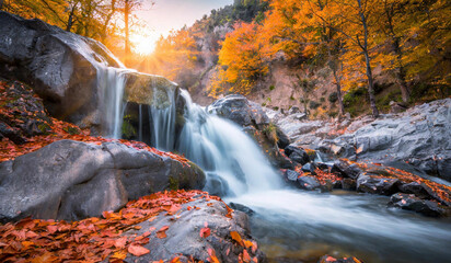 stream in autumn forest in the morning