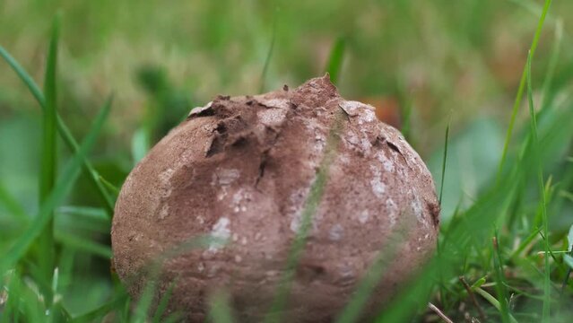 Slow motion close up of a Puffball Mushroom getting hit by drops of water