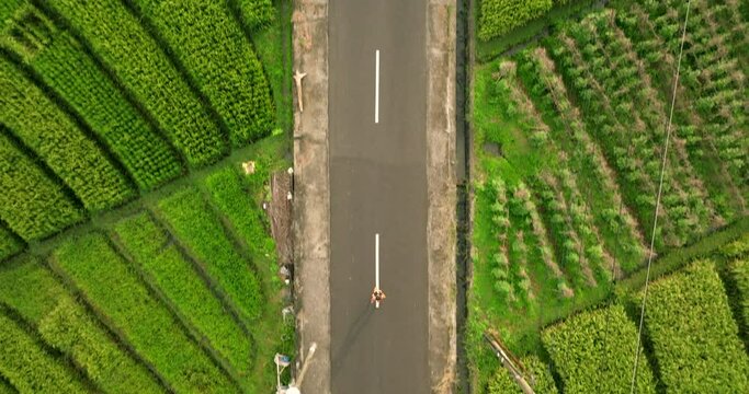 Rice paddies surround jogger running in middle of country road, aerial overhead