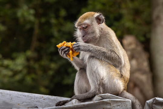Macaque monkey at the Batu Caves with fruit given by passing visitors, Kuala Lumpur, Malaysia, Southeast Asia